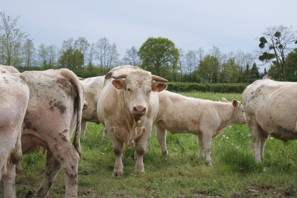 Vaches Ferme des Bruyères Vitry