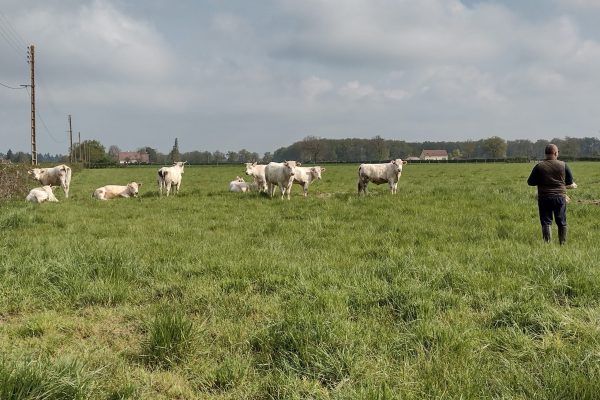 Ferme des Bruyères Vitry en Charollais 71600 viande de porc et de boeuf charolaise biologique