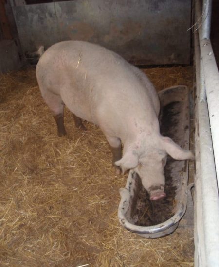 Cochon Ferme des Bruyères Vitry
